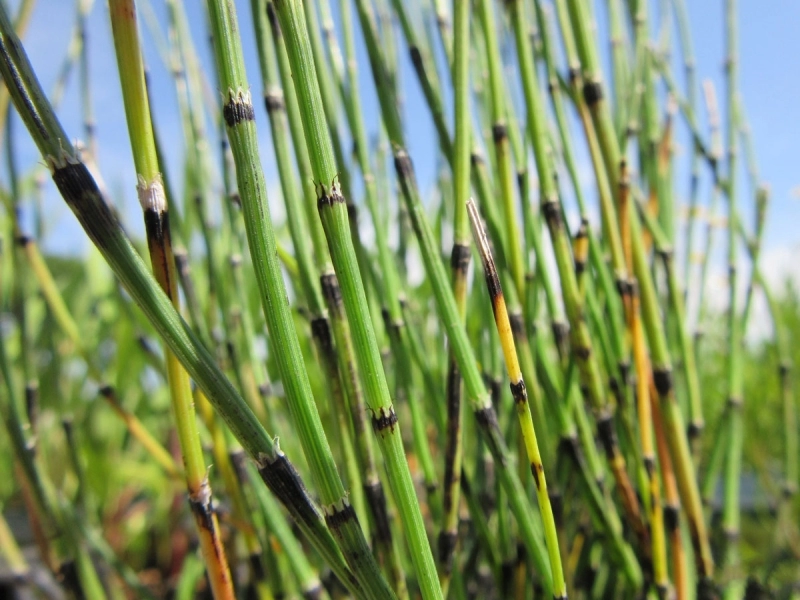 Wasserpflanze Schachtelhalm bunt